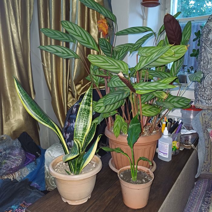 Цветы комнатные .