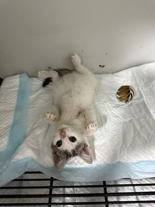 Малко женско коте търси дом