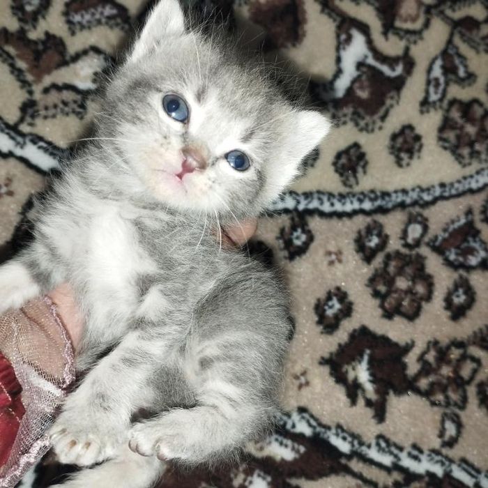 Skotish fold va skotish strayt