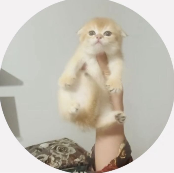 Котята золотая шиншилла