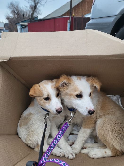 Отдаем в хорошие руки щенят