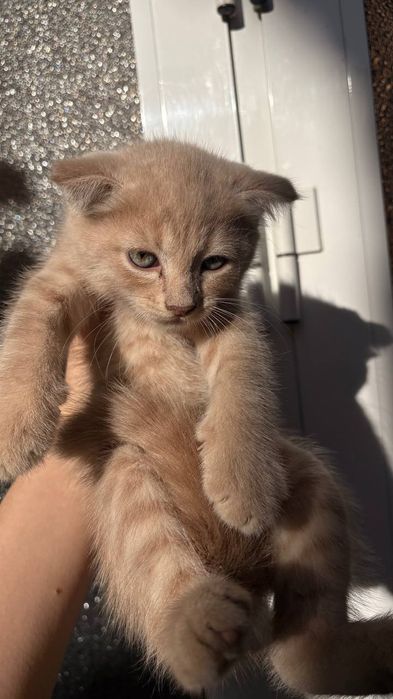 Породыстые котята