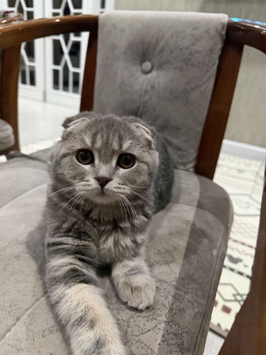 Srochna mushugimmi sotaman. Skottish fold toza paroda