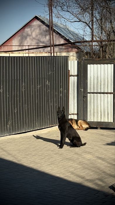 Продам Кобеля Год и Три месяца