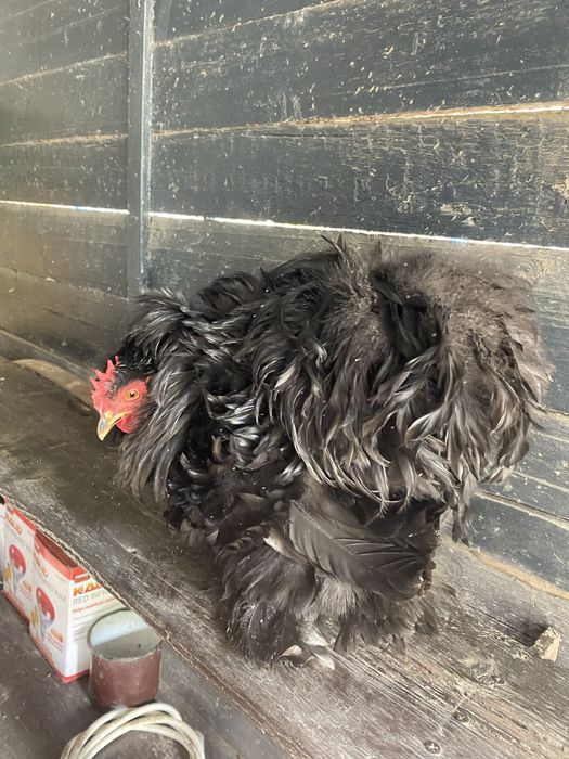 Pereche cochinchina pitic