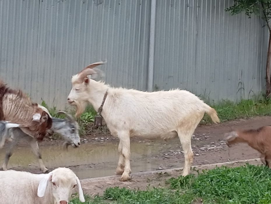 Зааненски теке сатылады