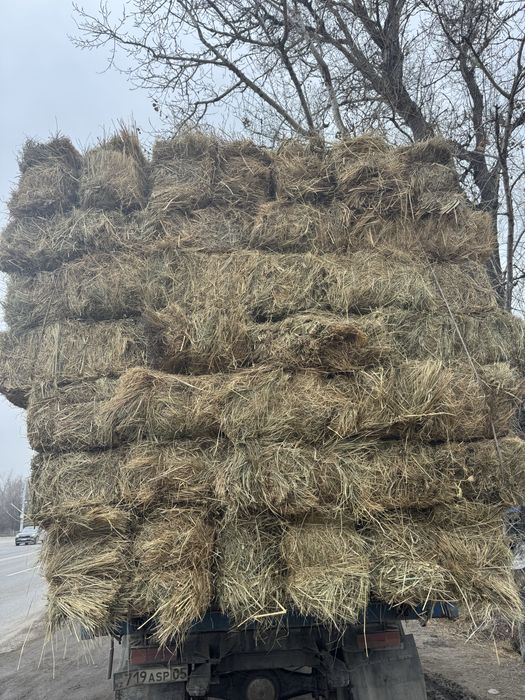 Разнотравье табиги шоп