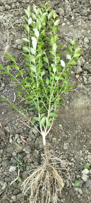 Лигуструм - жив плет