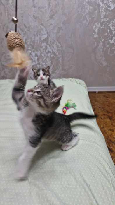 Отдам котят в ответчтвенные руки