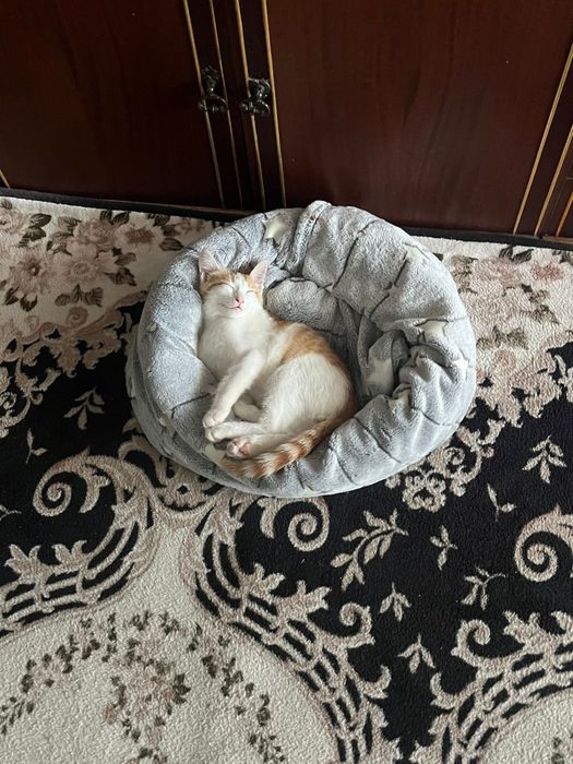 Отдам котенка в добрые руки