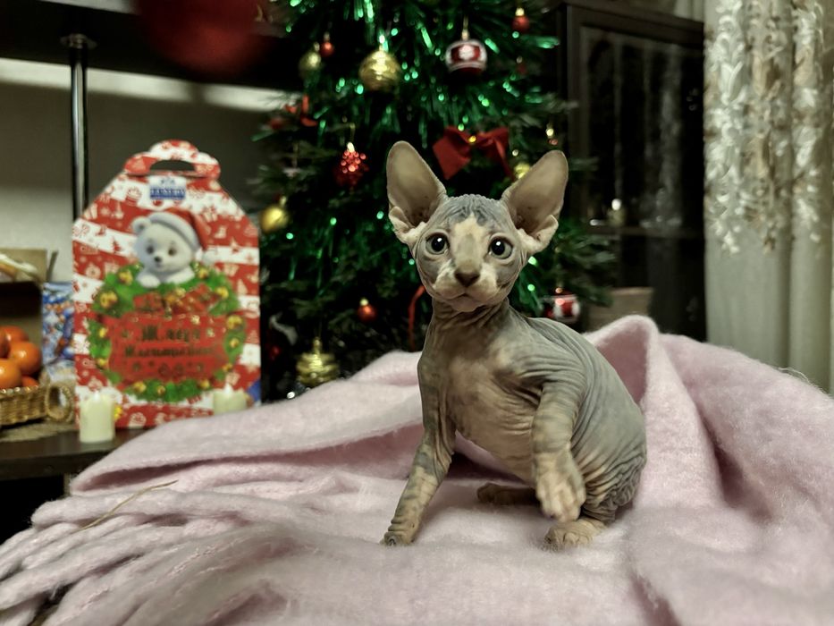 Продам котят канадского сфинкса