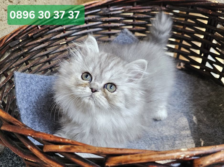 Персийски котенца