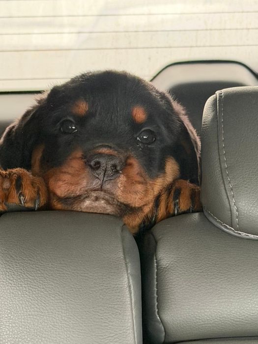 Щенки ротвейлера