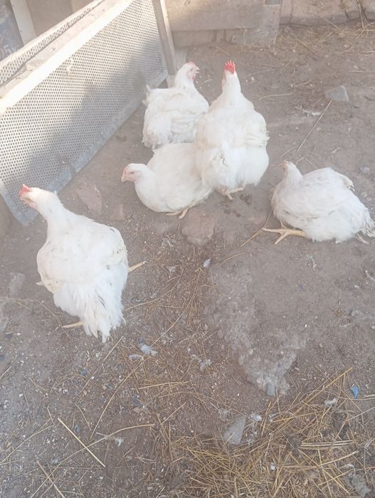 Домашний Бройлер