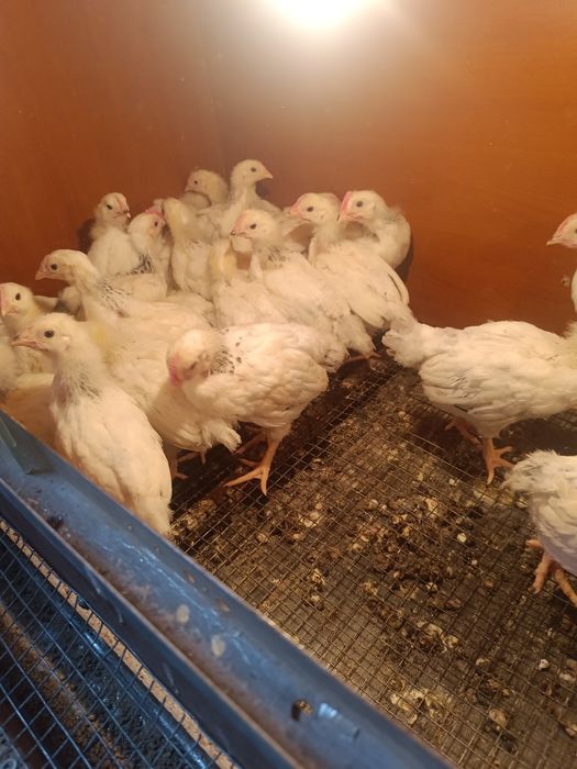 Адлерская серебристая