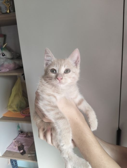 Котёнок персиковый. Мальчик.