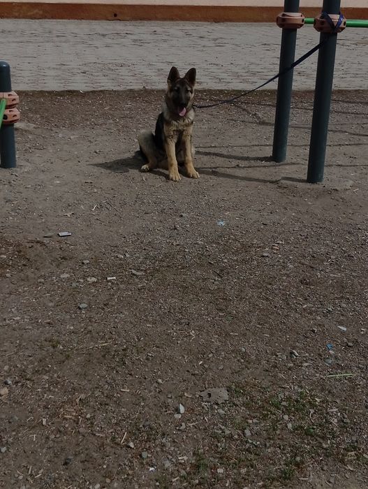 Европиский овчарка малчик месяц