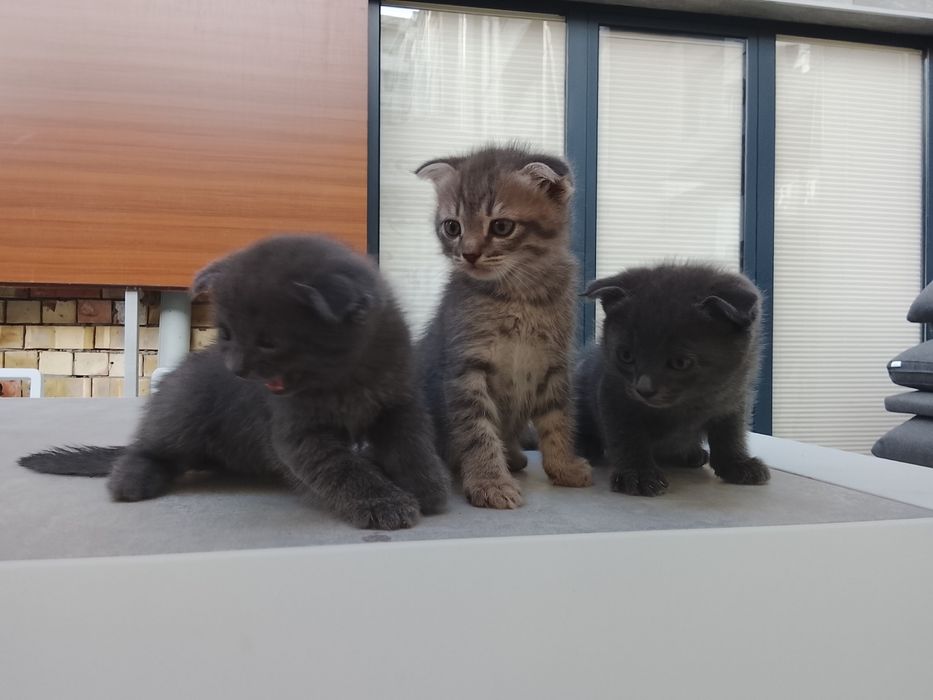 Скотиш фол. 1 месячные. В латок приучаны