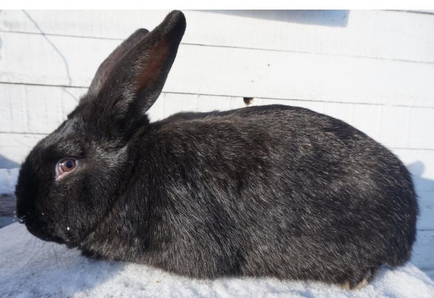 Продам молодого крола.