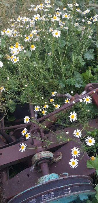 Продам трактор Т25