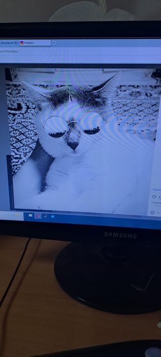 Кот познакомиться с кошкой для вязки