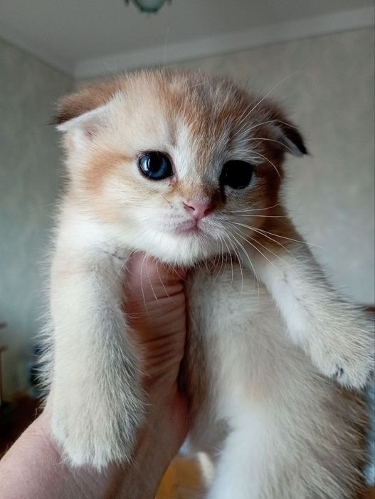 Золотистая шиншила девочка 1.5 мес