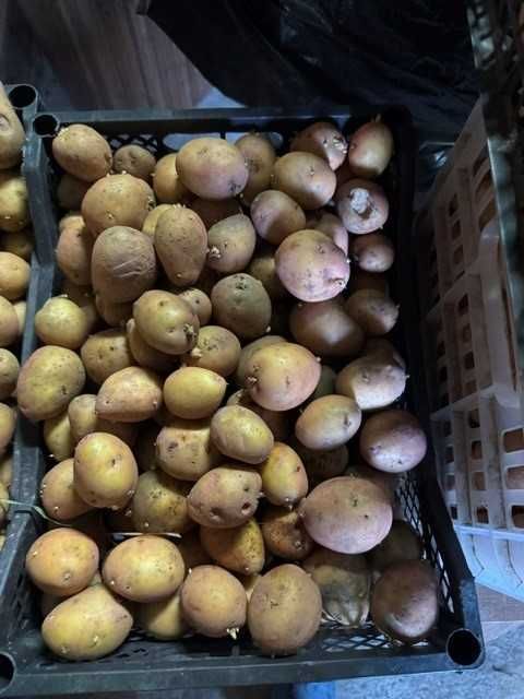 Семенной картофель