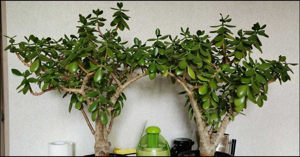 Растение "Красула" - (Денежное дерево)