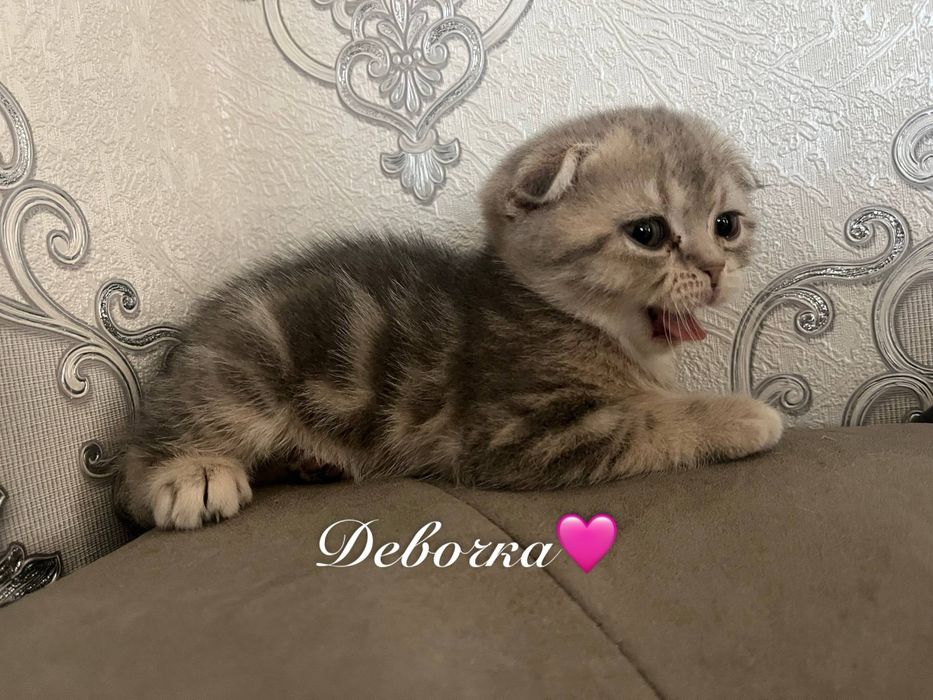 Шотландские котята