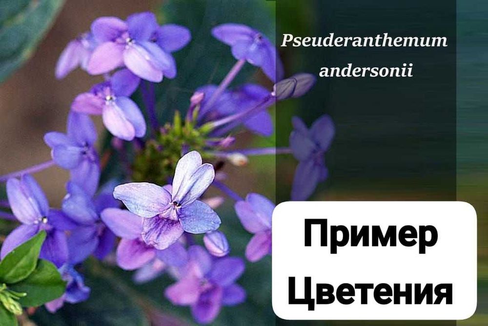 Продам комнатные растения