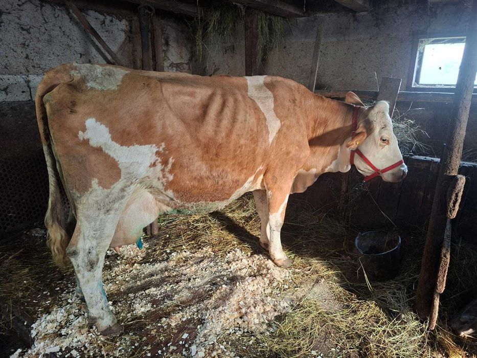 Vaca baltata romaneasca