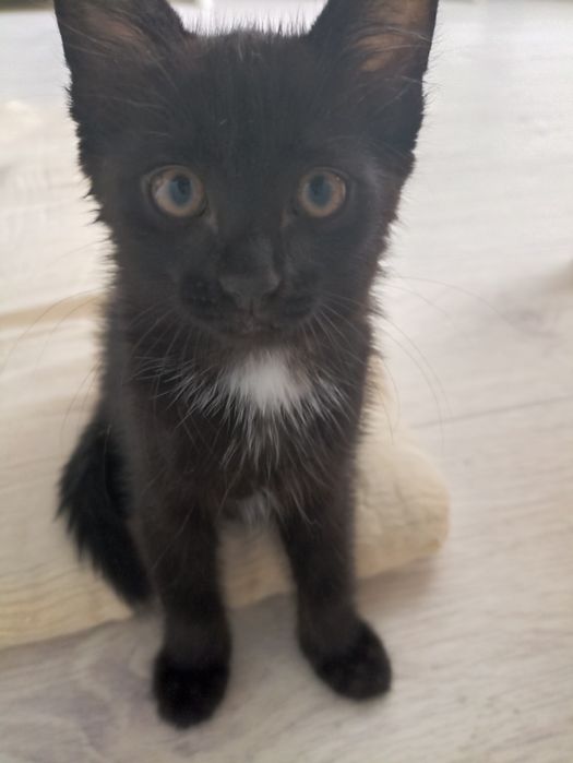 Котенок 2 месяца