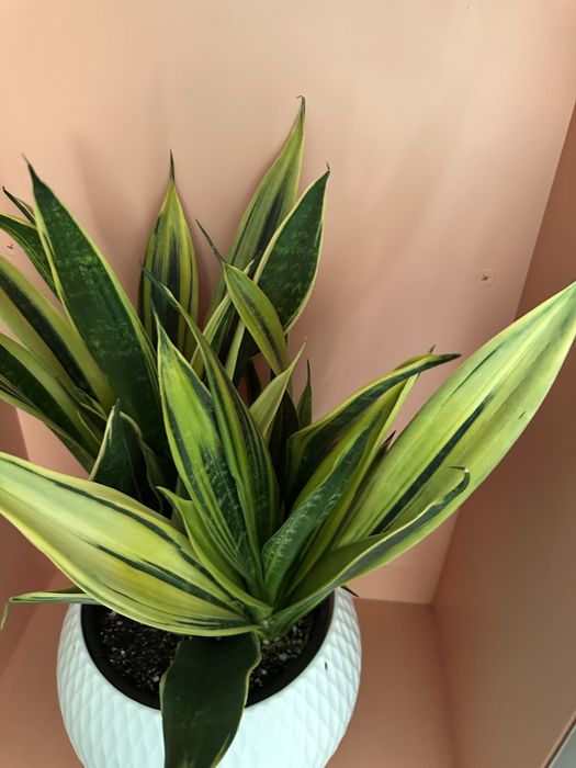 Сансевиерия голд флейм