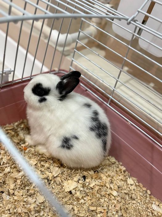 Декоративный кролик.