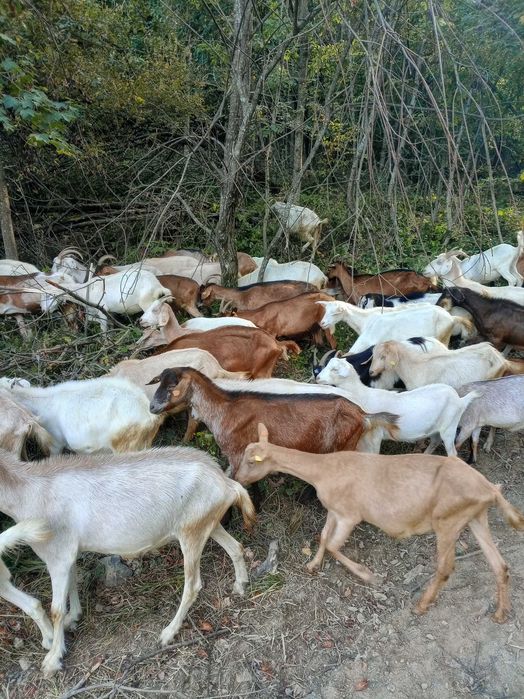 Продавам кози кръстоски