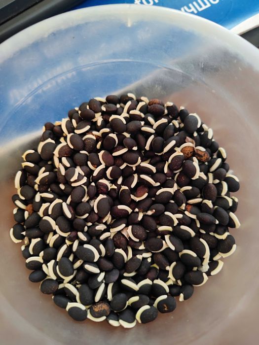 Продаются семена долихоса,