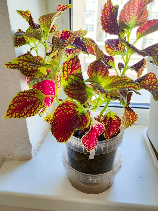 Колиусы, комнатные цветы,
