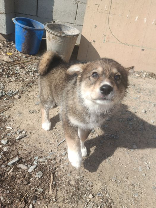 щенки собака порода Хаски + Лайка. Красивые.