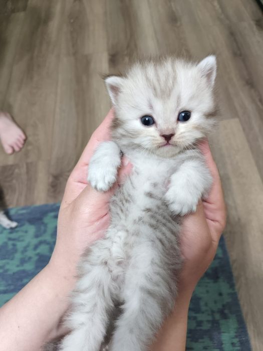 Шотландские котята