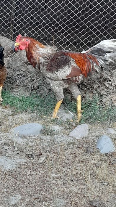 Хуроз сотилади " вандам " жангари