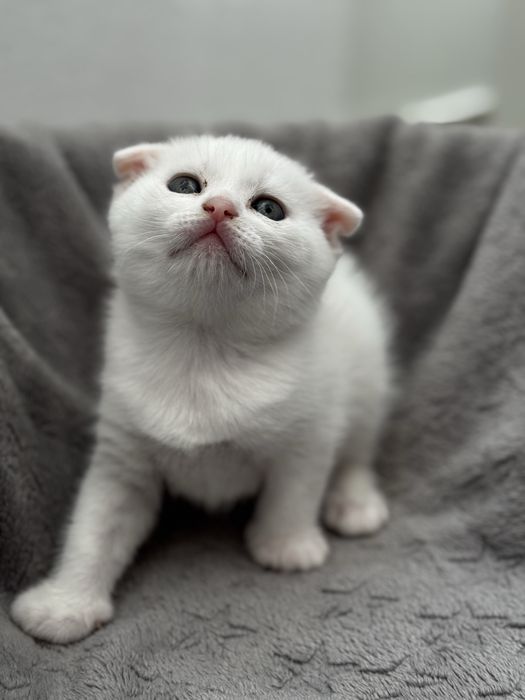 Scottish Fold x British