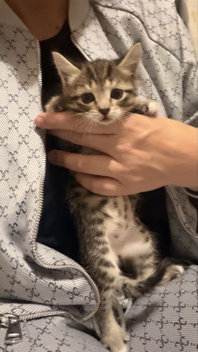 Котята к лотку приучены