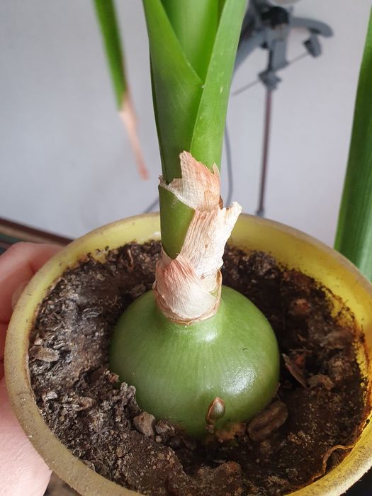 Лечебный лук Для натирания