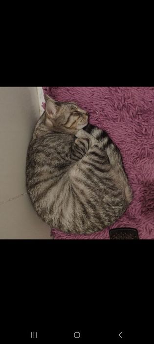 Отдам трёх котов