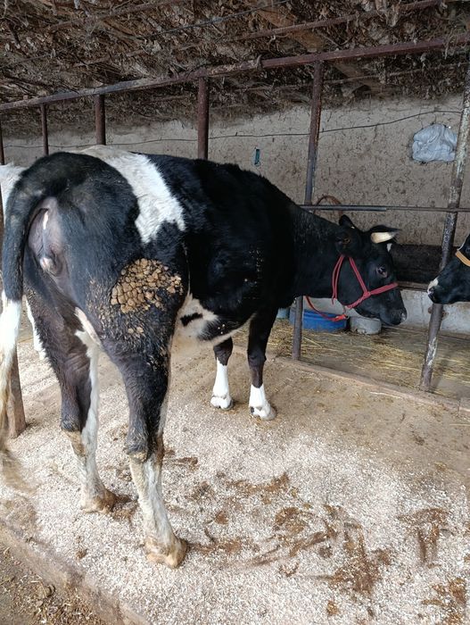 Корова Сиыр КРС.