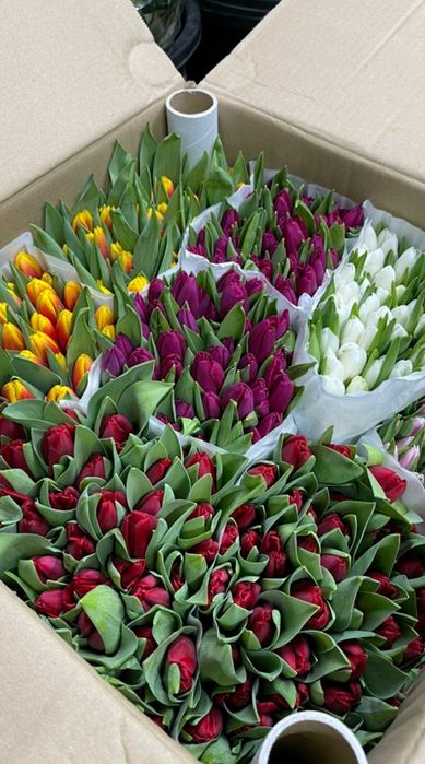Тюльпаны из Голландии