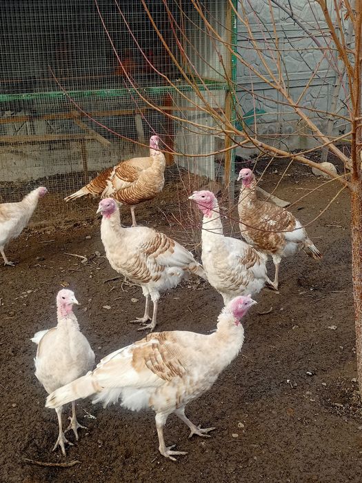 Продажа индюков молодые