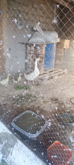 Гуси народы Линда