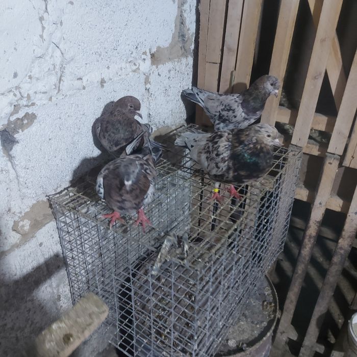 Ореховые челкары лет с игрой