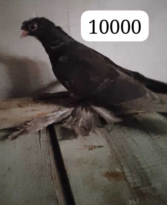 Продам голубей...